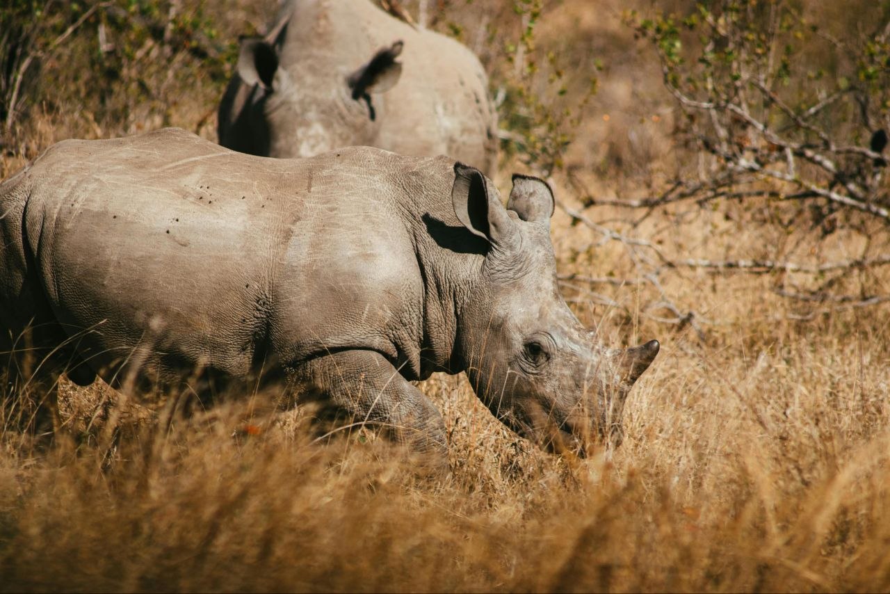 Conservation and community impact travel
