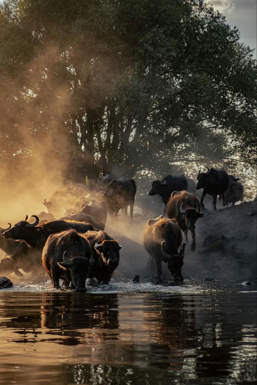 Wildlife on safari in Africa