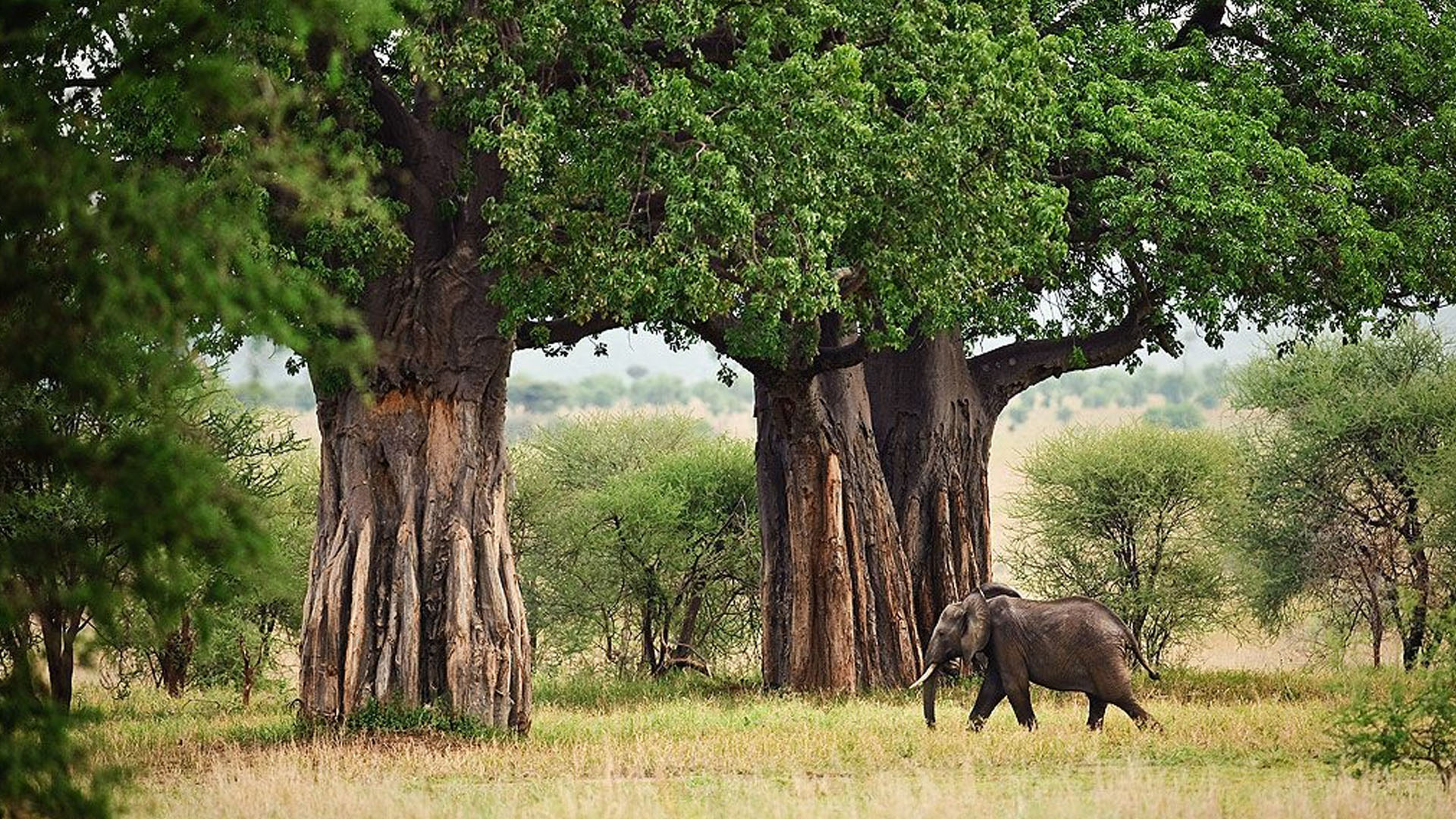 Elephant and Baobab Safari in Tarangire National Park