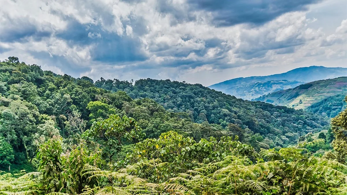 Bwindi Impenetrable Forest in Uganda