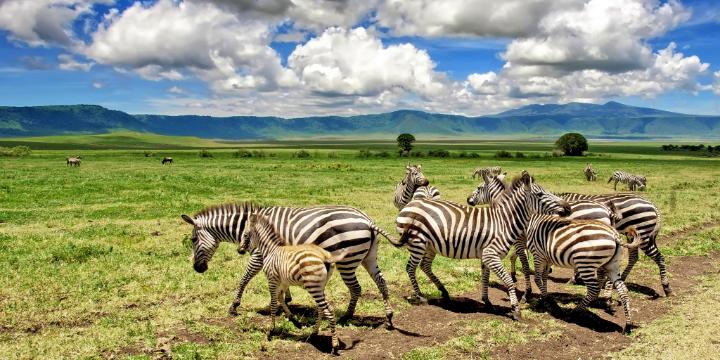 Crater Safari in Ngorongoro Conservation Area