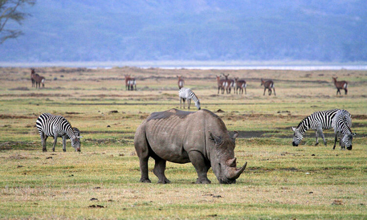 Ngorongoro Conservation Area in Tanzania