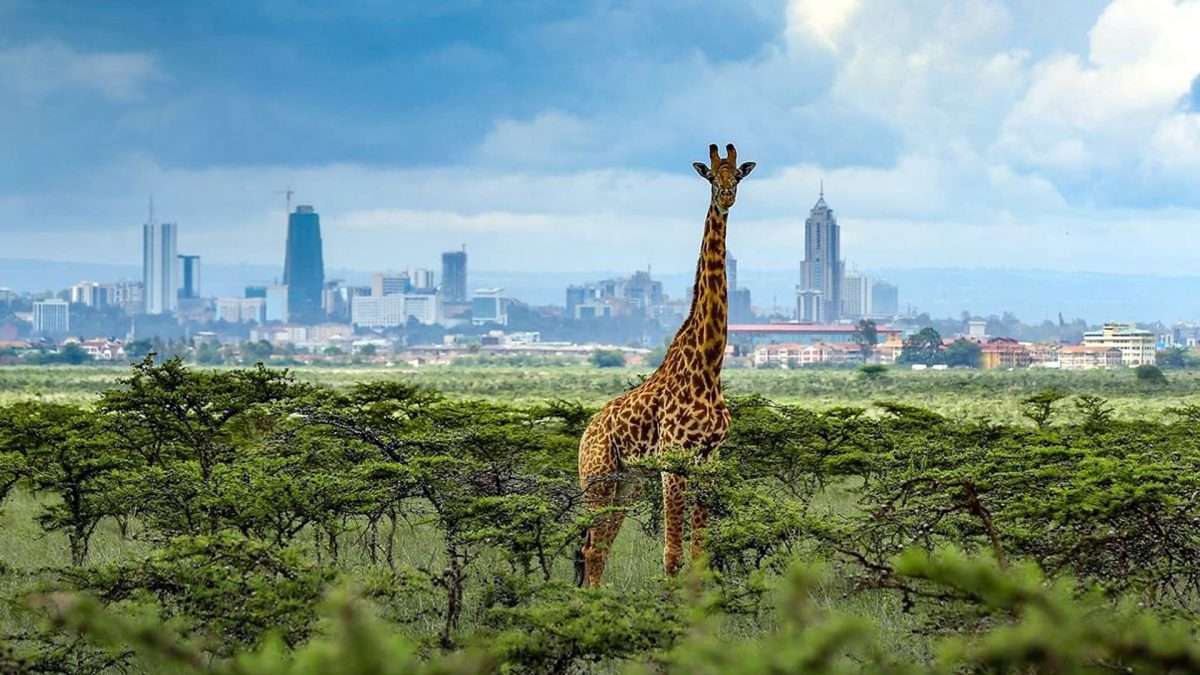 Explore Kenya Safari