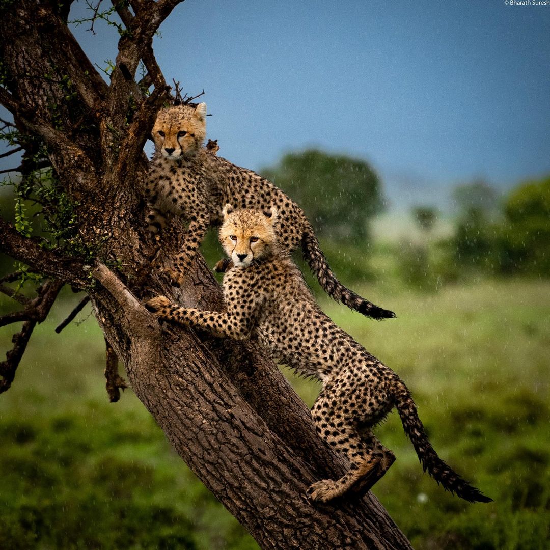 Explore Kenya Safari
